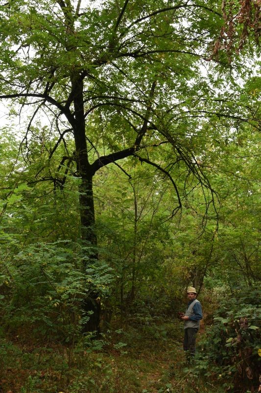 lagodekhi_dendrarium_2022