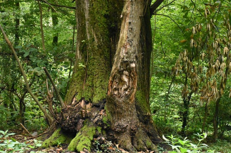 lagodekhi_dendrarium_2022